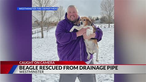 Photos: Westminster firefighters reunite beagle with owner